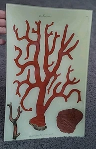 SIGNIERTES John Derian Decoupage Tablett Glas KORALLE Marina 8,75” x 13,75” - Bild 1 von 7