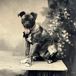 Antique Tintype Photograph Beautiful Brindle Pitbull Staffordshire Terrier Dog - Picture 1 of 8