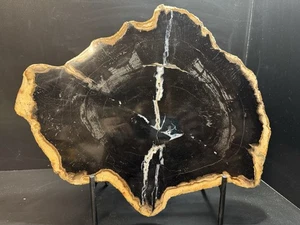 versteinertes holz scheibe - Bild 1 von 3