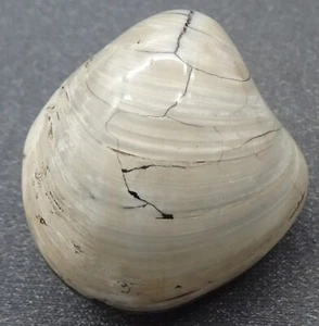 Clam Fossil, Madagascar - Mineral Specimen for Sale - Picture 1 of 4