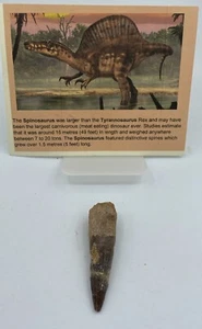 Spinosaurus Teeth Dinosaur F0SSIL Before T Rex Cretaceous K127 - Picture 1 of 3
