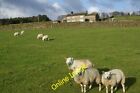 Photo 12x8 Sheep by Horodiddle Farm Shackleton The farm occupies a hillsid c2013