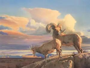 "Desert Bighorn - Mormon Ridge"" di Nancy Glazier." Stampa edizione limitata, firmata. - Foto 1 di 4