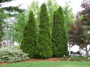 American Arborvitae, White cedar, Thuja occidentalis, Tree Seeds (Evergreen) - Picture 1 of 9