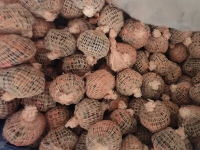 21 std pre filled carp with our new pellet boily crumb mix + boily hook baits - Image 1 of 4