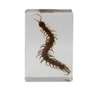 Saxon Resin Preserved Insect - Centipede Specimen - Picture 1 of 2