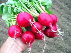 Cherry Belle Radish - Kirschrotes Radieschen - 50+ Seeds - Samen - R 031 - Picture 1 of 1