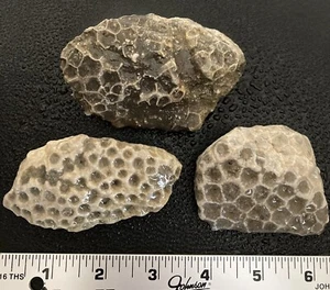 3 pezzi pietre petoskey silicificate del Michigan (esagonale) - fossili naturali 14 oz - Foto 1 di 4
