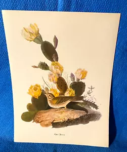 Audubon Vesper Gorrión Estampado a Color 9x12 Loc C - Imagen 1 de 6