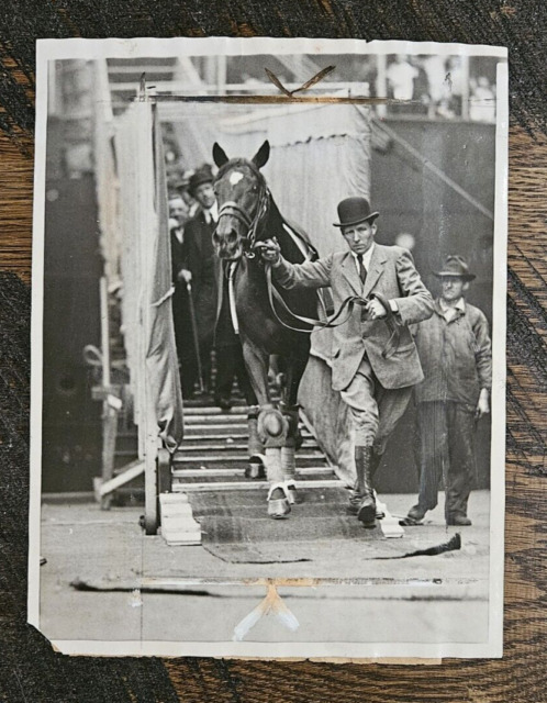 Foto de Cavalo Pulando Competição e mais fotos de stock de Animal