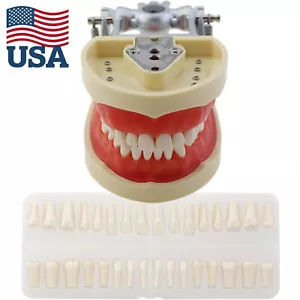 NISSIN 200 Style Dental Restorative Typodont Model 32 Teeth Removable Training - Picture 1 of 27