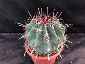 FEROCACTUS HORRIDUS CACTUS PIANTE GRASSE AGAVE SUCCULENTE 7013 - Foto 1 di 11