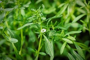 Herb - Summer Savory - Satureja Hortensis - 500 Seeds - Picture 1 of 1