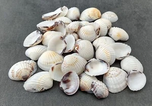 Speckled White Brown Black Clam Seashells approx. 1 cup 45+ shells 0.75+ inches - Picture 1 of 10