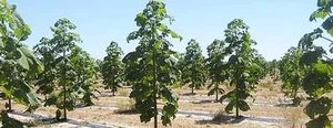 Paulownia Shantong, Rare Hybrid!, Worlds fastest growing hardwood tree! SEEDS - Picture 1 of 4