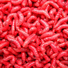 live maggots for sale
