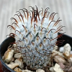 A3526 MAMMILLARIA PEREZ DELA ROSAE PEREZ BOMBA maceta 5,5 cm H 3 cm W 2,5 cm - Imagen 1 de 4