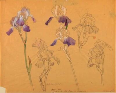 Iris Study Sophia L. Crownfield 1890 – Botanical Drawing American Decorative Art - Image 1 of 2