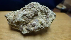 IMPRESE GEOLOGICHE lastra fondo marino fossile ordoviciano con Sowerbyella - Foto 1 di 7