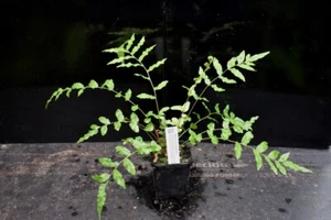 Native Fern - Blechnum minus - Picture 1 of 8