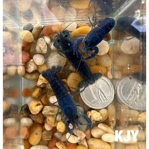1 Inch Male Electric Blue Crayfish (3 PACK) - Picture 1 of 2