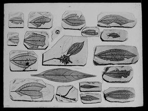 ANTIKES magisches Laternendia BLATTFOSSILIEN (BOVEY TRACEY ) UM 1890 ILLUSTRATION  - Bild 1 von 3