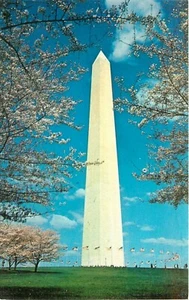Postal de flores de cerezo del monumento a Washington DC - Imagen 1 de 2