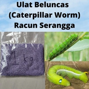 Caterpillar Worm (insecticides) - Picture 1 of 5