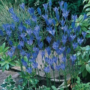Triteleia Laxa 'Queen Fabiola' Sommer Blumenzwiebeln Pack x20  - Bild 1 von 2