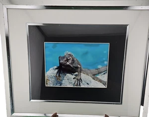 Leguan Fotodruck exotische Tiere blauer Felsen silberfarbener Rahmen 8 Fuß HX10 Zoll l - Bild 1 von 3