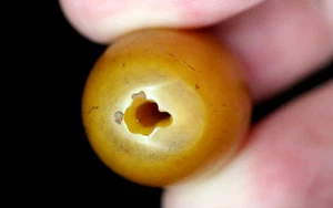 Vintage Antique Butterscotch Bakelite Amber Bead 24x19mm, Well-Worn #C319 - Picture 1 of 4
