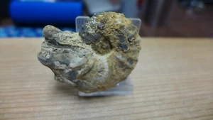 GEOLOGICAL ENTERPRISES Cretaceous fossil ammonite Metiococeras swallovi, TX - Picture 1 of 4