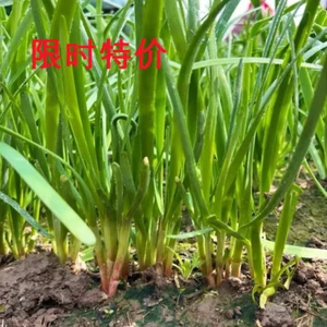 特价 GARLIC CHIVES /Chinese Broad Leaf Leek seeds 300x jiucai 正宗农家紫根宽叶韭菜种子300粒 - Picture 1 of 8