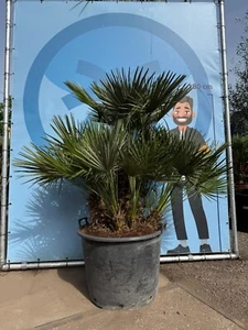 Palme - Zwergpalme - 170 cm- winterhart - Mehrere Stämme - Chamaerops humilis - Bild 1 von 4
