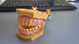 Dental Anatomie Gebiß- Zahnodell, Schule Zahnarzt - Bild 1 von 5