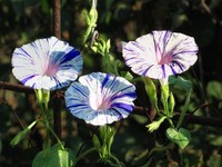 Morning glory "Harlequin" Seeds - 1 g Ипомея TM "Seeds of Ukraine"