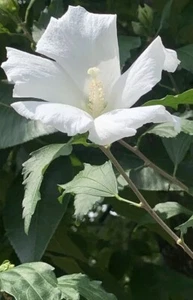 7 White Hibiscus Rose of Sharon Live Starter Plant Cuttings Edible 6-10” Hardy - Picture 1 of 7