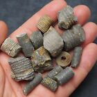 15X Crinoid Stem Devonian Fossil Natural Morocco Fossils