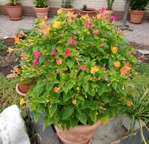 @ (◕‿◕)\\@  Mirabilies jalapa - Wunderblume 3 Knollen - Bild 1 von 1