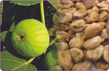 3 piece TURKiSH FiG TREE 'SARI LOP'  for fresh fruit or dried fruit