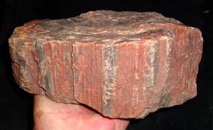 Más de 6 libras de madera petrificada colorida con corteza, 200 millones de años, secado al tiro - Imagen 1 de 10