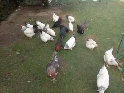 EIGENMARKE 10 frische Eier Sundheimer Maran Sussex Blau Sperber keine Bruteier :-)