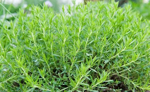 RUSSIAN TARRAGON HERB SEEDS * PERENNIAL * AROMATIC * 100 COUNT PKT. - Picture 1 of 1