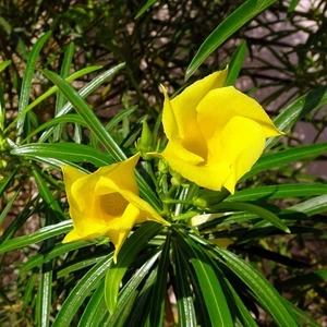 Yellow Oleander (Thevetia peruviana) - 3 seeds - Bild 1 von 3