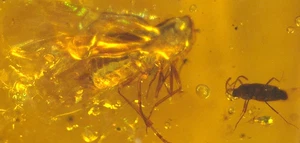 Beautiful Homopteran with Barklouse in Burmese Burmite Amber Fossil Dinosaur Age - Picture 1 of 15