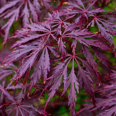 Acer palmatum dissectum 'Garnet' | Japanese Maple Deciduous Garden Tree In Pot - Image 1 of 4
