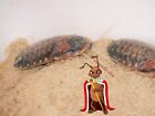 Adult Dubia Roaches, Starter Colony With Food And Babies,