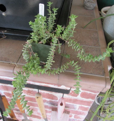 SUCCULENT Crassula perforata String of Buttons ROOTED PLANT - Image 1 of 2