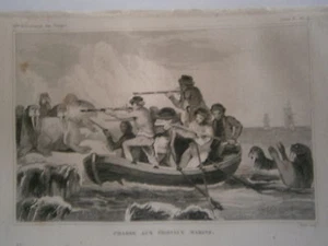 Radierung 19. Cook Reise: Jagd auf Seepferdchen Morse Robbe - Bild 1 von 1