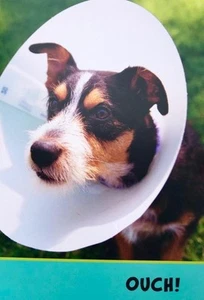 GET WELL CARD "You're Gonna Lick This!" HALLMARK Heartline Jack Russel Dog - Picture 1 of 2